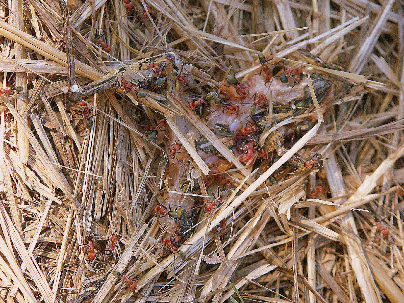 Nature´s Cleaning Crew