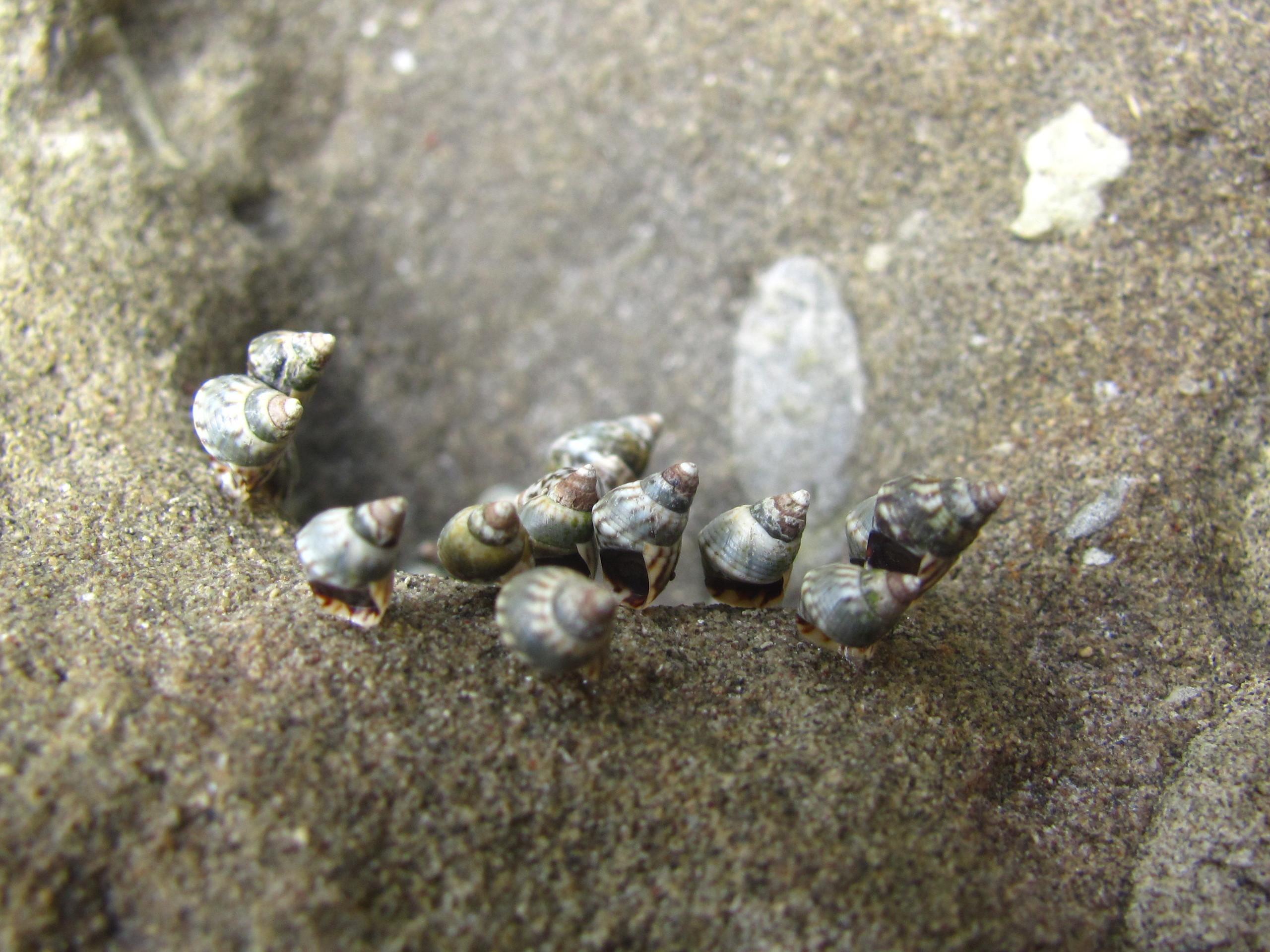 Lange Spaziergänge am Strand inklusive