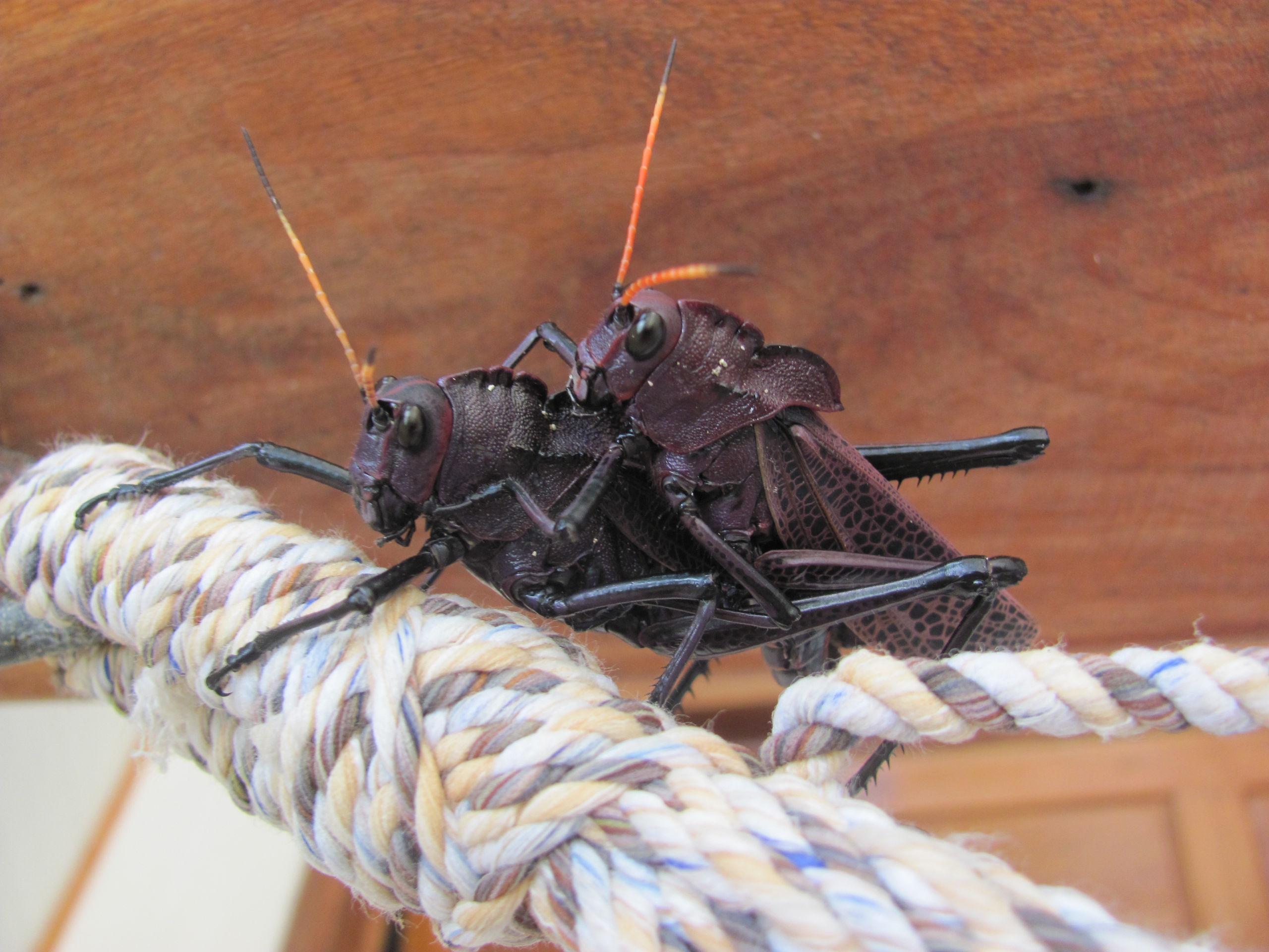 Direkt vor unserer Haustür, die Schweine!