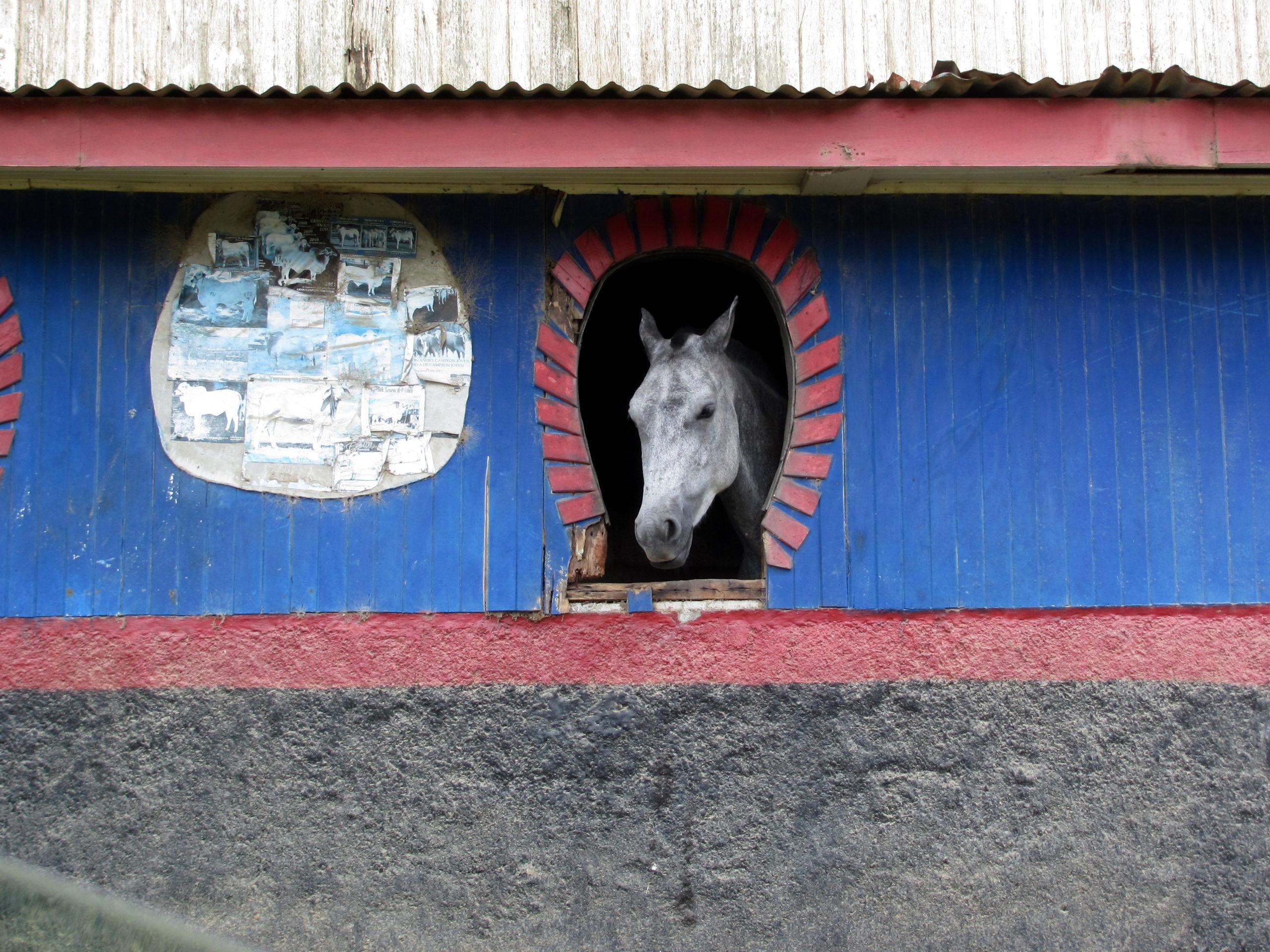 Ein Pferd mit Aussicht? Ich glaub ich bin durch!