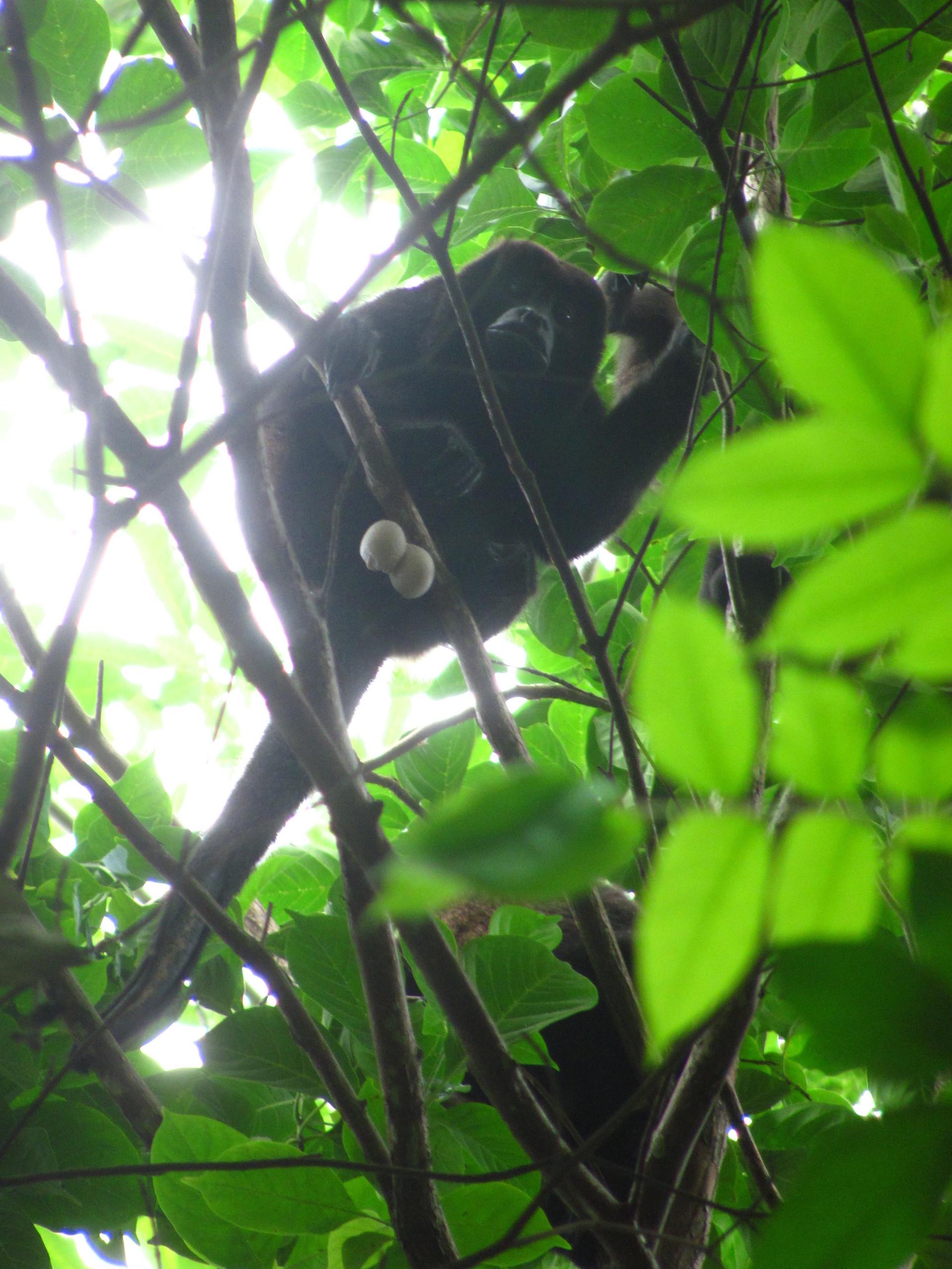 Unser Nachbar, ein Riesenklöterich