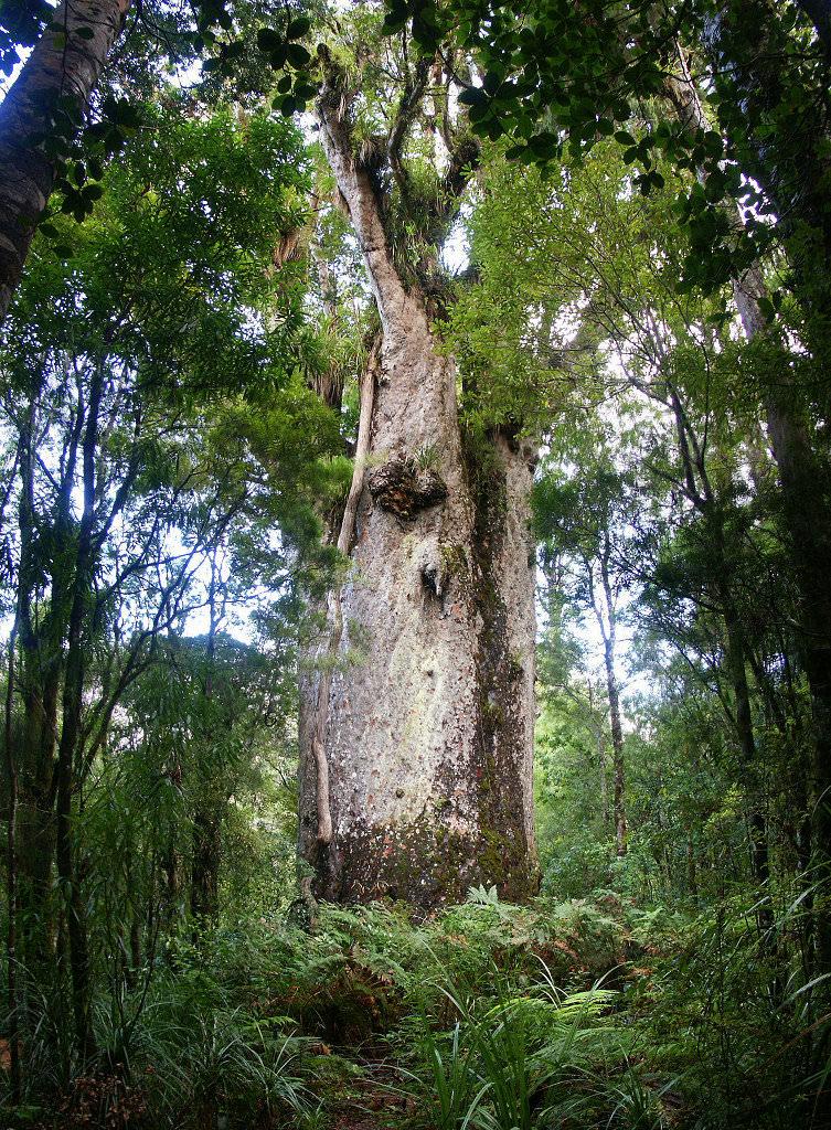 Kauri tree