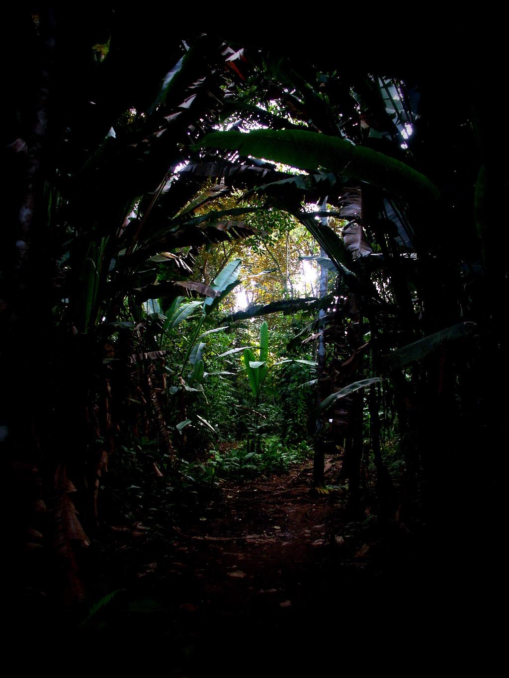 Welcome to the jungle