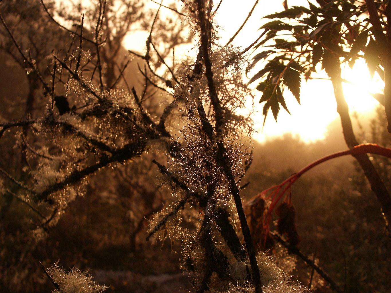 Morning has broken