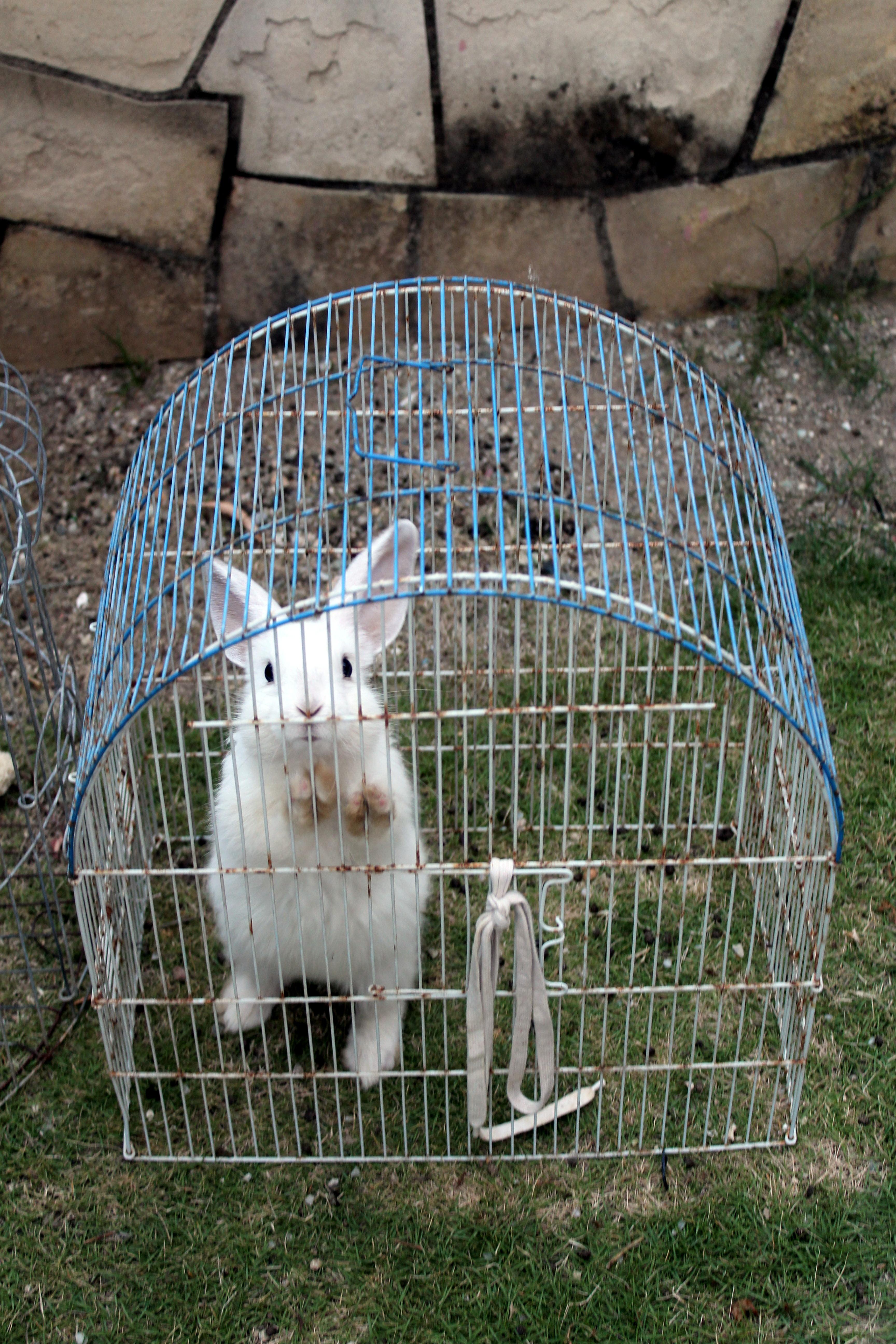 House animal