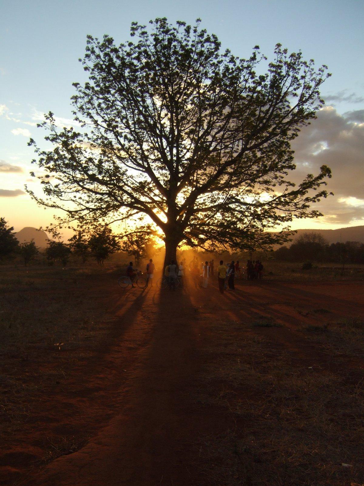 Meetup at the tree