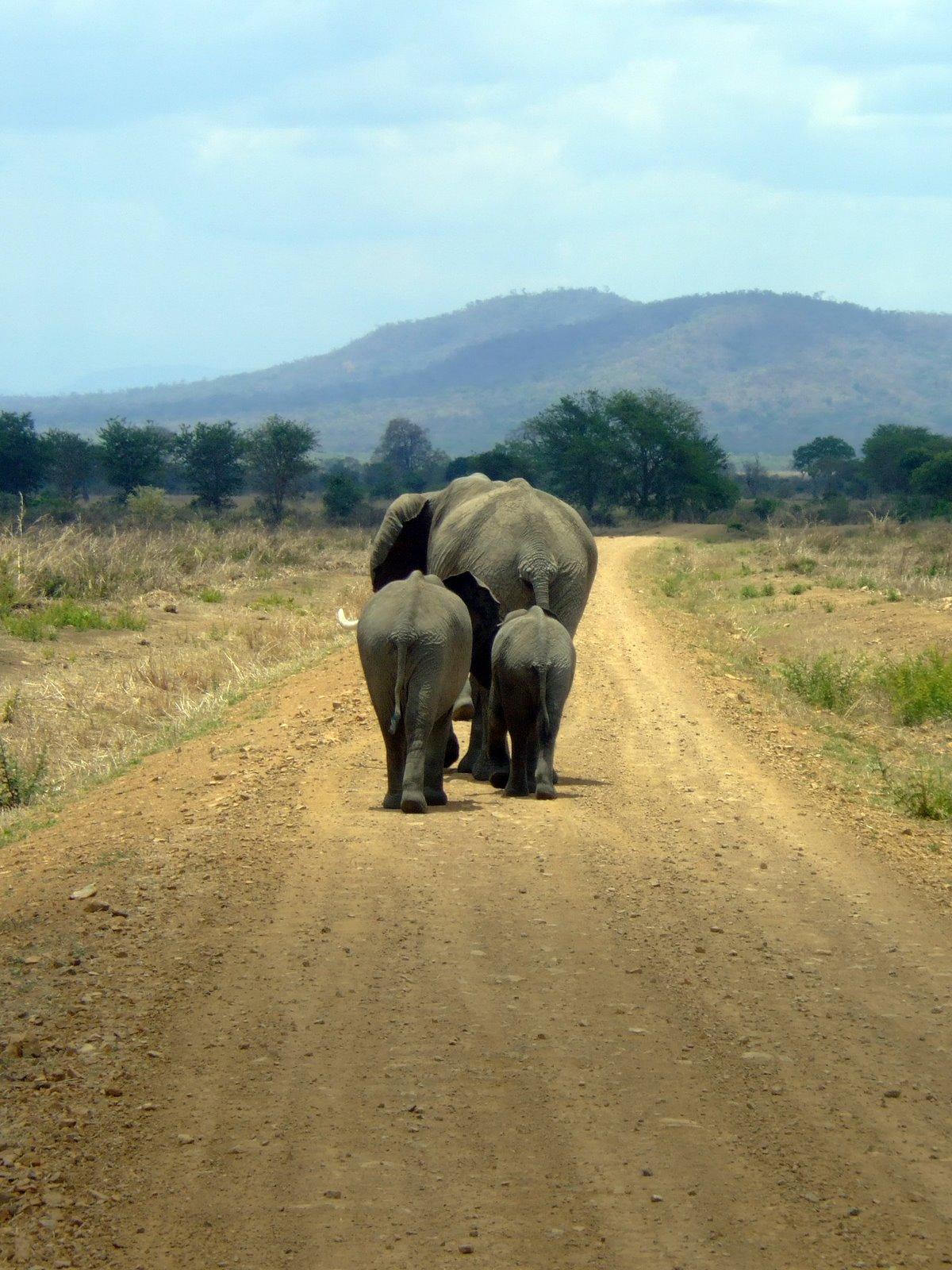 Elephant family