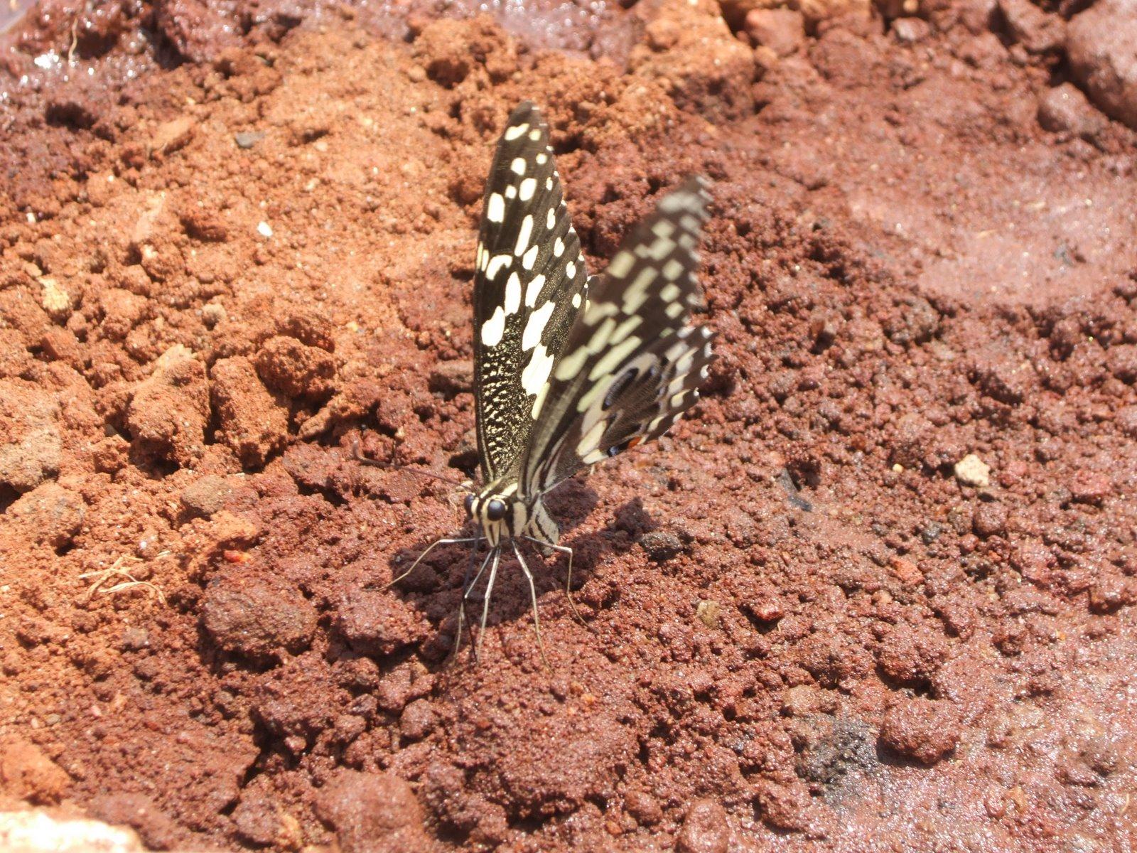 Dusty Butterfly