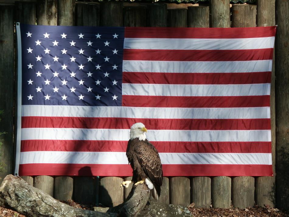 Patriotic bird