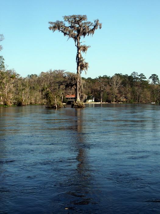 Swamp impression