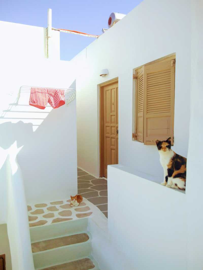 Room with a cat view