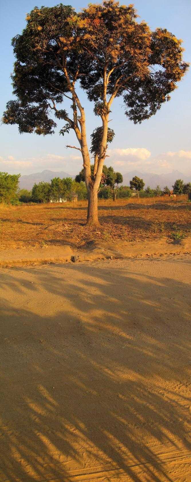 Just a tree in Tanzania