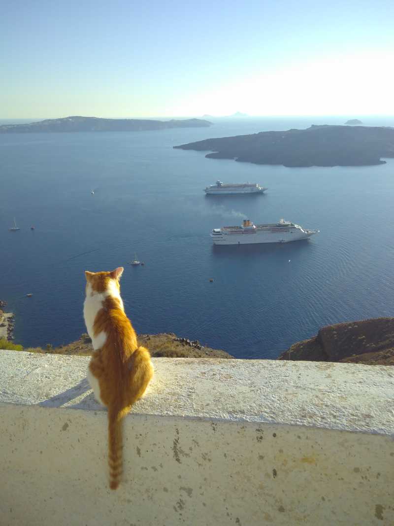 Cat with a view
