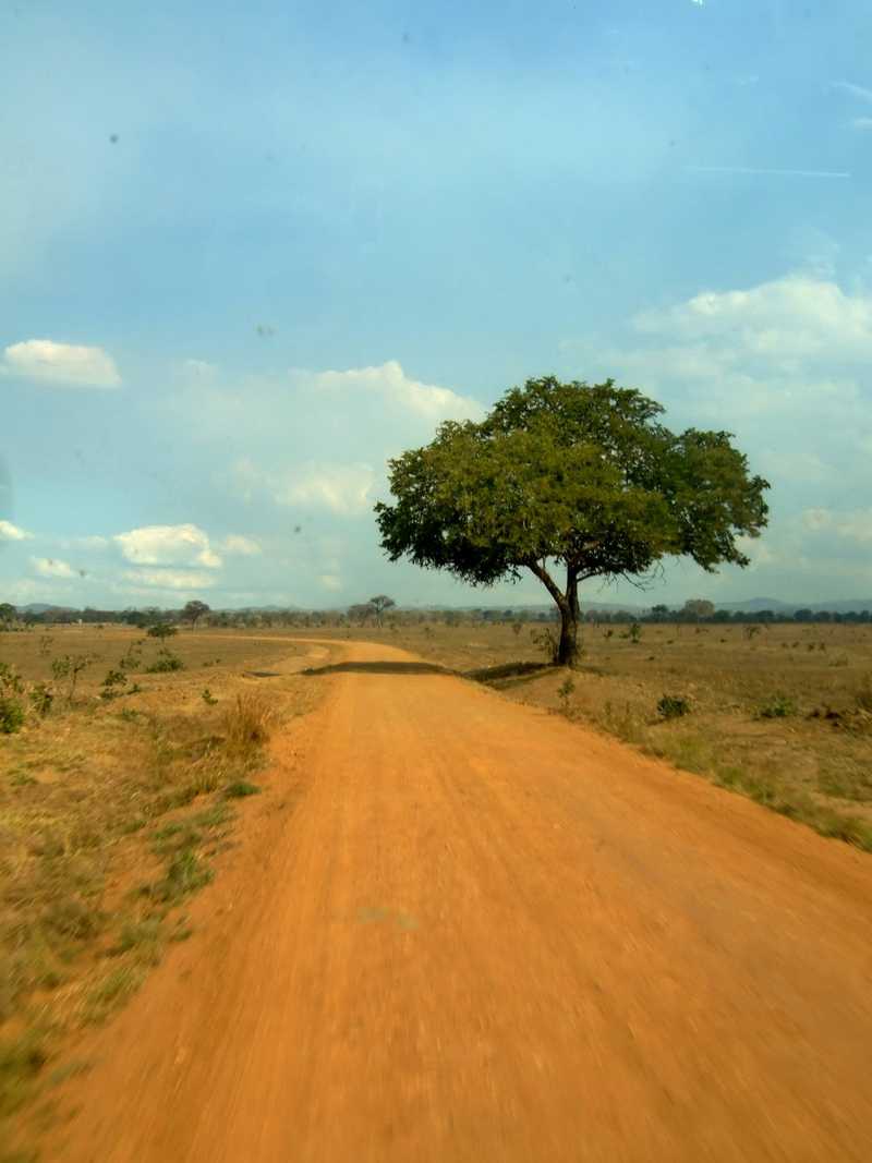 Roadside tree