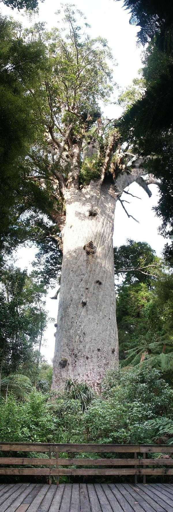 Very old Kauro tree in NewZealand